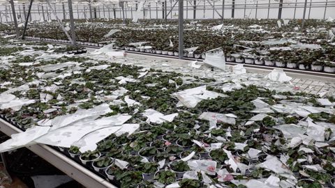 Trois minutes, le lundi 20 juin, ont suffi pour qu’un déluge de petits grêlons, formant des amas de la taille d’un poing, suivis de tonnes de grêlons détruise les 3,5 ha de serre de l’entreprise Malot, aux Peintures (33). ©Malot